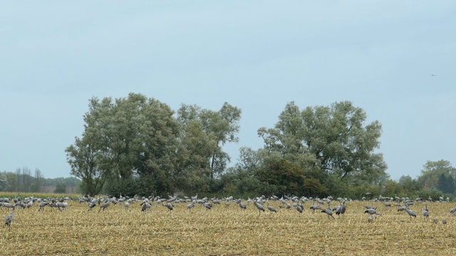 鹤大迁徙在秋天,Kranorama组ßMohrdorf, Vorpommersche Boddenkuste Mecklenburg-Vorpommern,德国视频素材