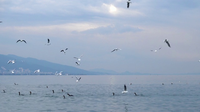 海鸟在海上游泳和飞行慢镜头视频素材