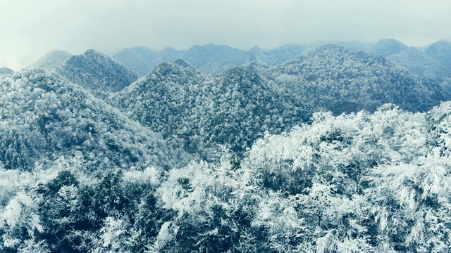 鸟瞰图的森林与雪在冬天视频素材