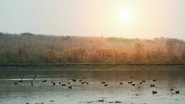 一群松鸡或野鸭在湖水中视频素材