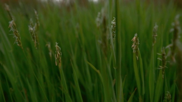 野草正在田野里盛开。特写镜头。向后运动。视频素材