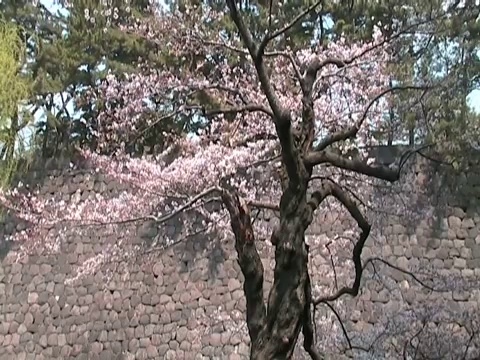 日本樱花和皇家城堡细节视频素材