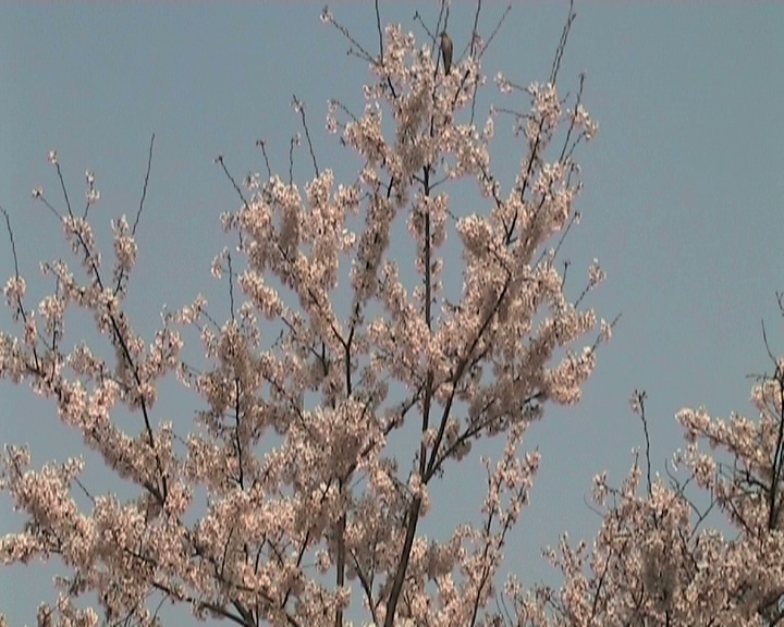 日本樱花视频剪辑(变形)视频素材