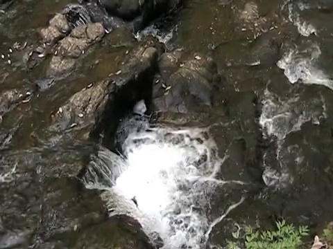 日本森林中的流水(16:9)视频下载