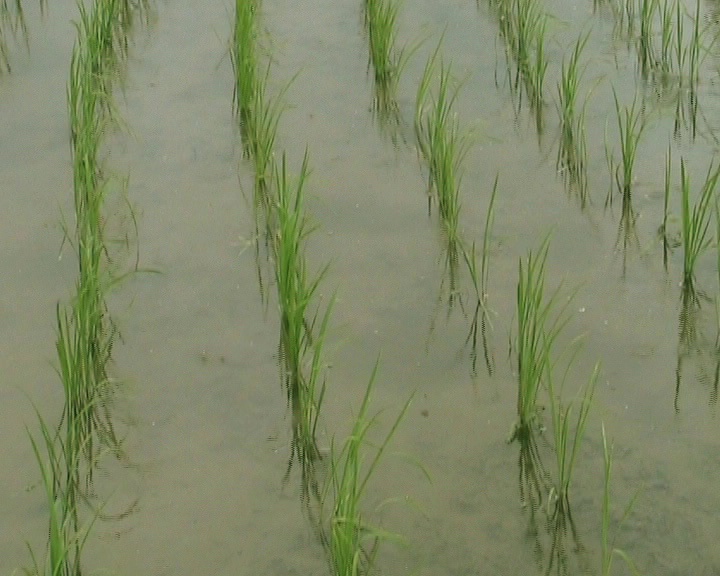 雨中的日本稻田(变形)视频下载