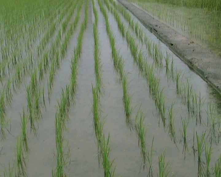 雨中的日本稻田(变形)视频素材