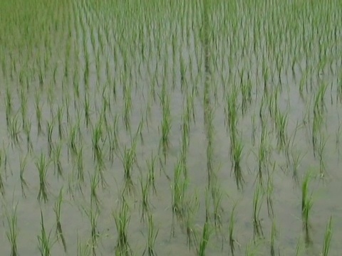 雨中的日本稻田(变形)视频下载