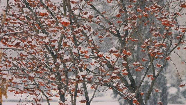 落满雪花的花枝和果实。视频素材