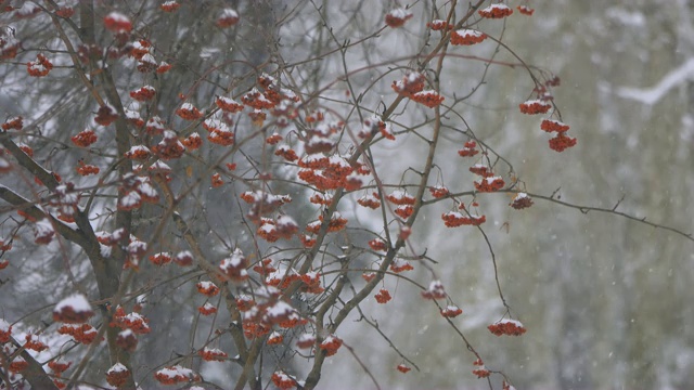 落满雪花的花枝和果实。视频素材