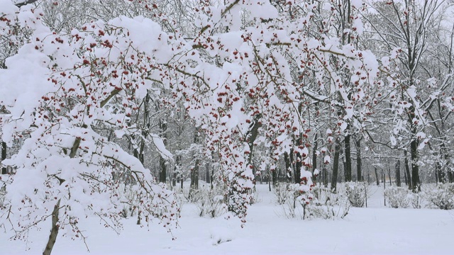 落满雪花的花枝和果实。视频素材