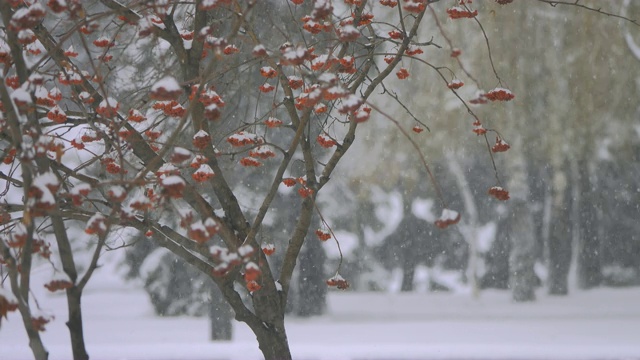 落满雪花的花枝和果实。视频素材