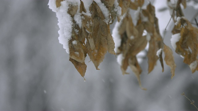 飘落的雪覆盖了枯叶。视频素材