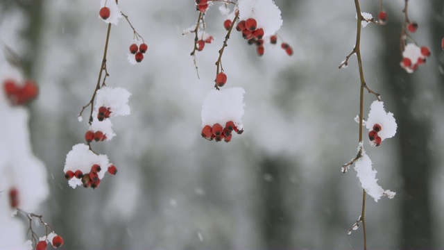 落满雪花的花枝和果实。视频素材