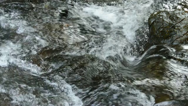 森林中河流上的水视频素材