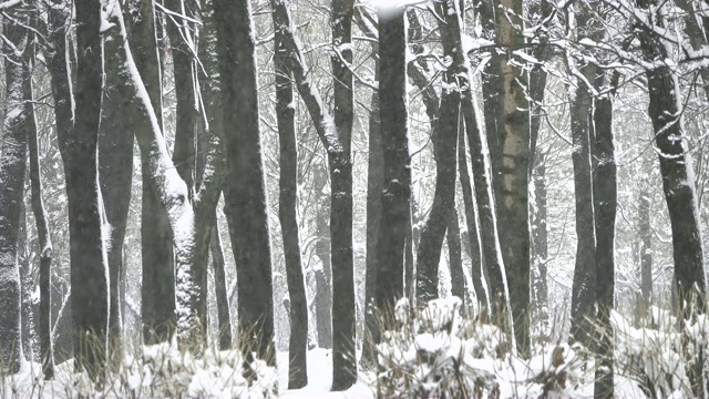 公园里的树干和飘落的雪花视频素材