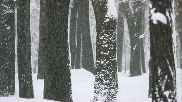 公园里的树干和飘落的雪花视频素材