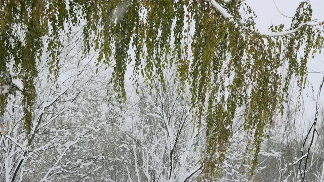 桦树的枝叶和飘落的雪花。视频素材