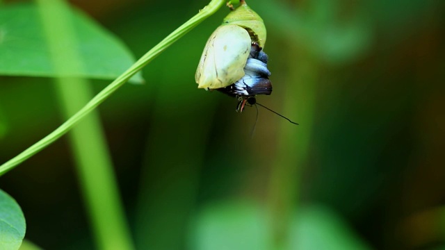 吗啡蝶从茧中蜕皮视频素材