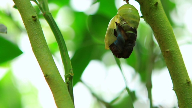 吗啡蝶从茧中蜕皮视频素材