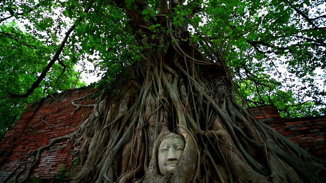 泰国曼谷，大城府，玛哈塔寺，佛陀头在树根上视频素材