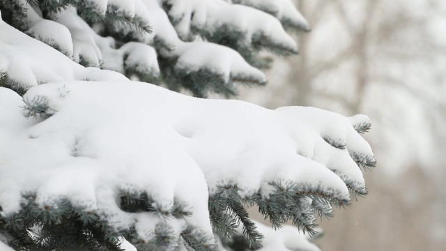 常青树和暴风雪视频素材