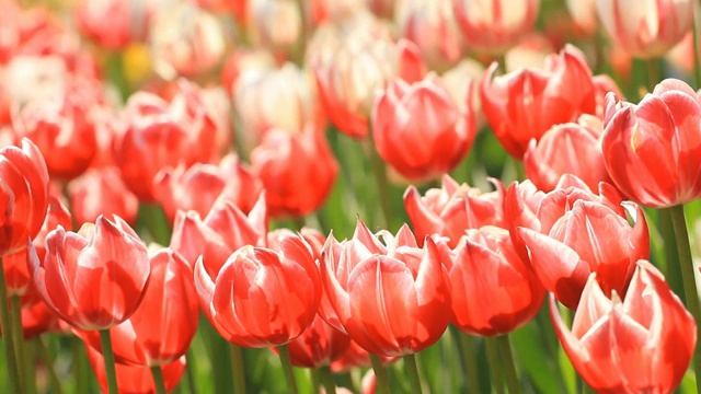 红色郁金香的花坛视频素材