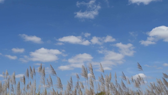 草和微风前面的云和天空的背景视频素材