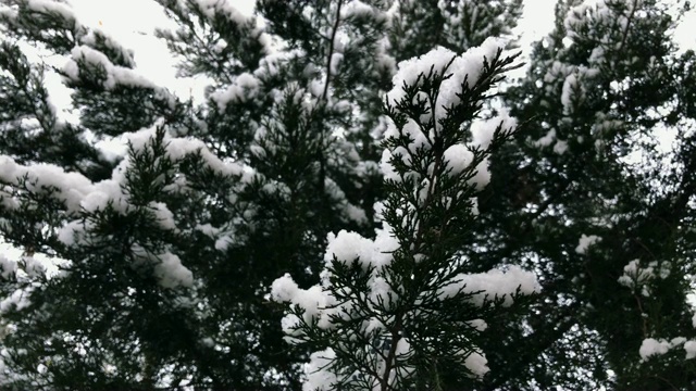 雪穿过杉树枝视频素材