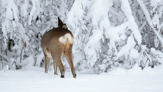 雪地里的狍。Capreolus Capreolus。冬天的野生狍。视频素材