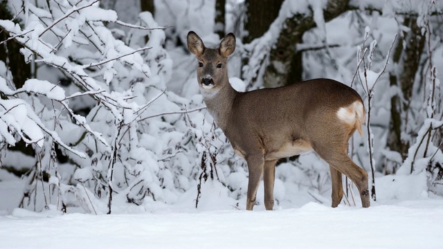 雪地里的狍。Capreolus Capreolus。冬天的野生狍。视频素材