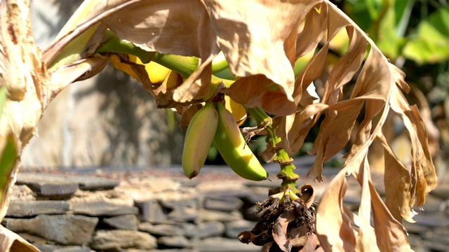 在种植园里种植香蕉，4k慢镜头60fps视频素材