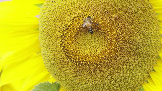 蜜蜂采集向日葵花粉视频素材