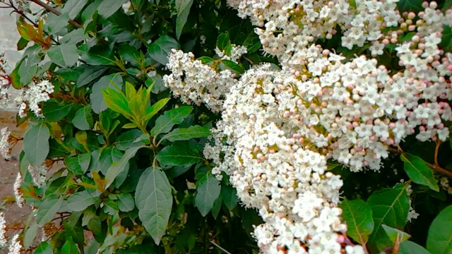 蜜蜂、黄蜂、大黄蜂在花上，慢镜头飞行，近景，为花授粉，春天来了，自然保护可持续性视频素材