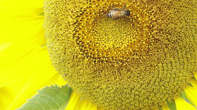 蜜蜂采集向日葵花粉视频素材