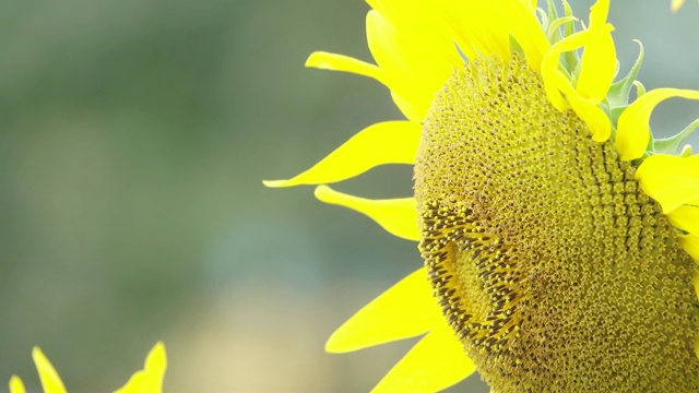 蜜蜂采集向日葵花粉视频素材