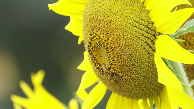 蜜蜂采集向日葵花粉视频素材