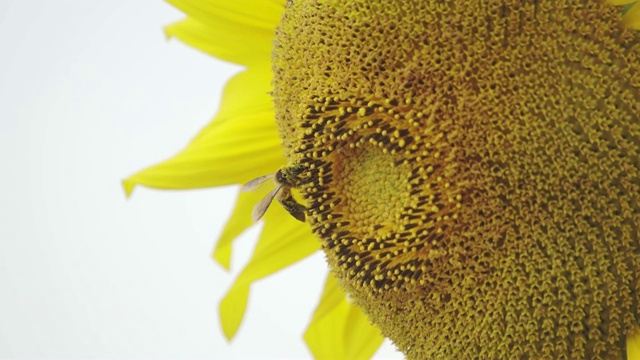 蜜蜂采集向日葵花粉视频素材