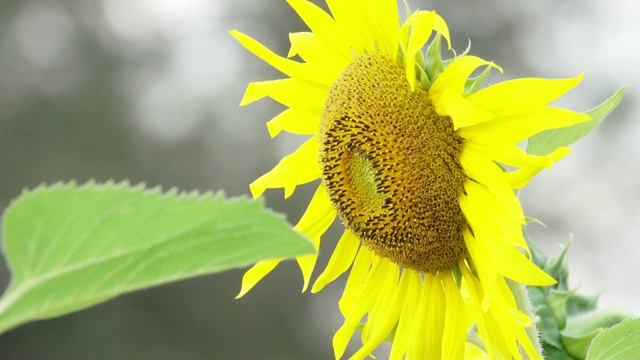 蜜蜂采集向日葵花粉视频素材