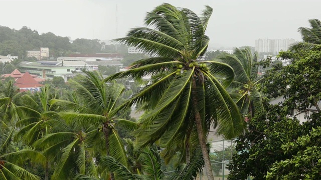 暴风雨中的椰子树。视频素材