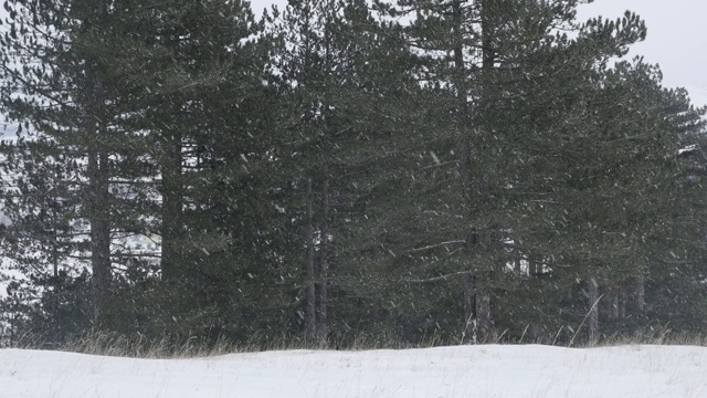 冬天的背景与第一场雪落下慢速全高清镜头-雪花在树森林风景的慢动作1080p高清视频视频素材