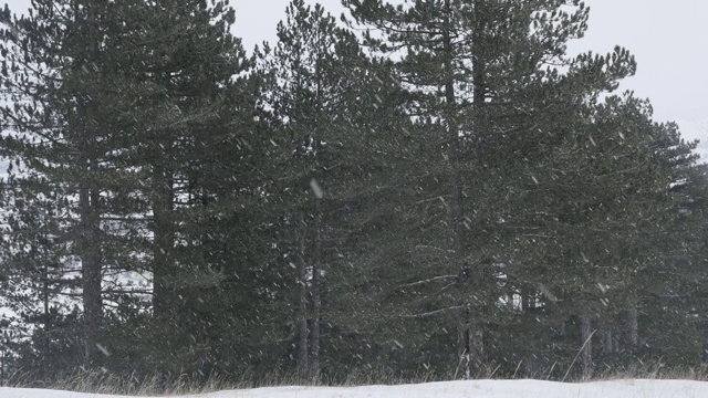 美丽的第一个雪冬天背景慢动作全高清镜头-在树前的雪花森林风景慢动作1080p高清视频视频素材