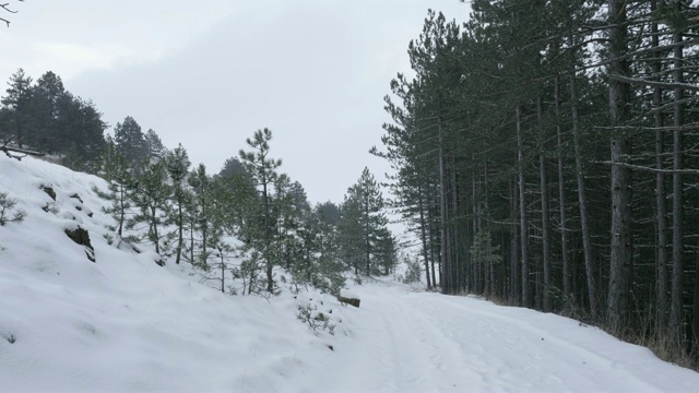 3840X2160 UHD footage -第一场雪落在针叶林冬季景色4K 2160p 30fps超高清视频视频素材