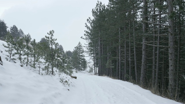 冬天的第一场雪在球果种子植物慢速全高清视频-雪花落在针叶林慢速1080p高清视频视频素材