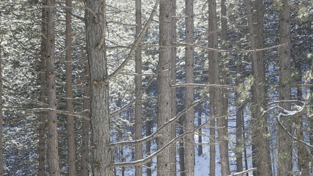 第一个雪冬天的背景慢动作全高清镜头-在树前的雪花森林风景慢动作1080p高清视频视频素材