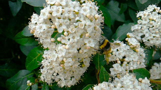 蜜蜂、黄蜂、大黄蜂在花上，慢镜头飞行，近景，为花授粉，春天来了，自然保护可持续性视频素材