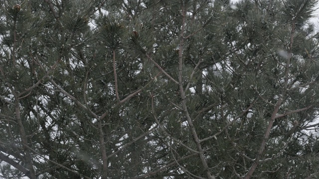 慢动作雪花飘落在针叶林1920X1080全高清视频-冬季的第一场雪在球果种子植物慢动作1080p高清视频视频素材