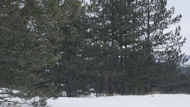 白色的雪和冬天在球果种子植物慢镜头1920X1080全高清视频-雪花飘落在针叶林慢镜头1080p高清视频视频素材