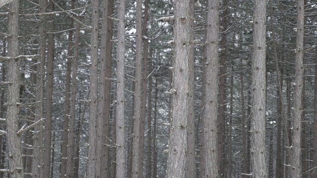 雪花飘落在针叶林慢镜头1920X1080全高清视频-冬季的第一场雪在球果种子植物慢镜头1080p高清视频视频素材