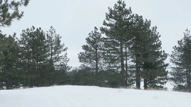 3840X2160超高清视频-雪花飘落在球果种子植物上4K 2160p 30fps超高清视频视频素材