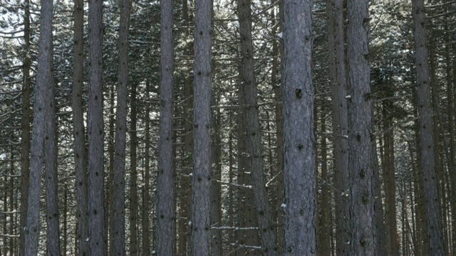 3840X2160超高清视频-松柏种子植物上的雪花飘落4K 2160p 30fps超高清视频视频素材